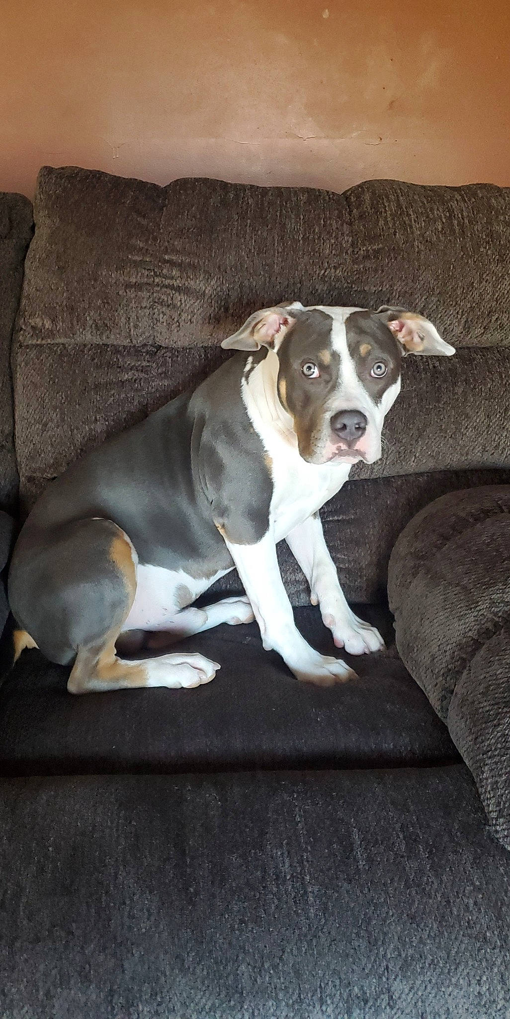 Khan joined the competition — help win amazing prizes! ball, canidae, carnivore, collar, comfort, companion_dog, couch, dog, dog_breed, dog_collar, fawn, non_sporting_group, paw, snout, sporting_group, terrestrial_animal, whiskers, working_animal, working_dog