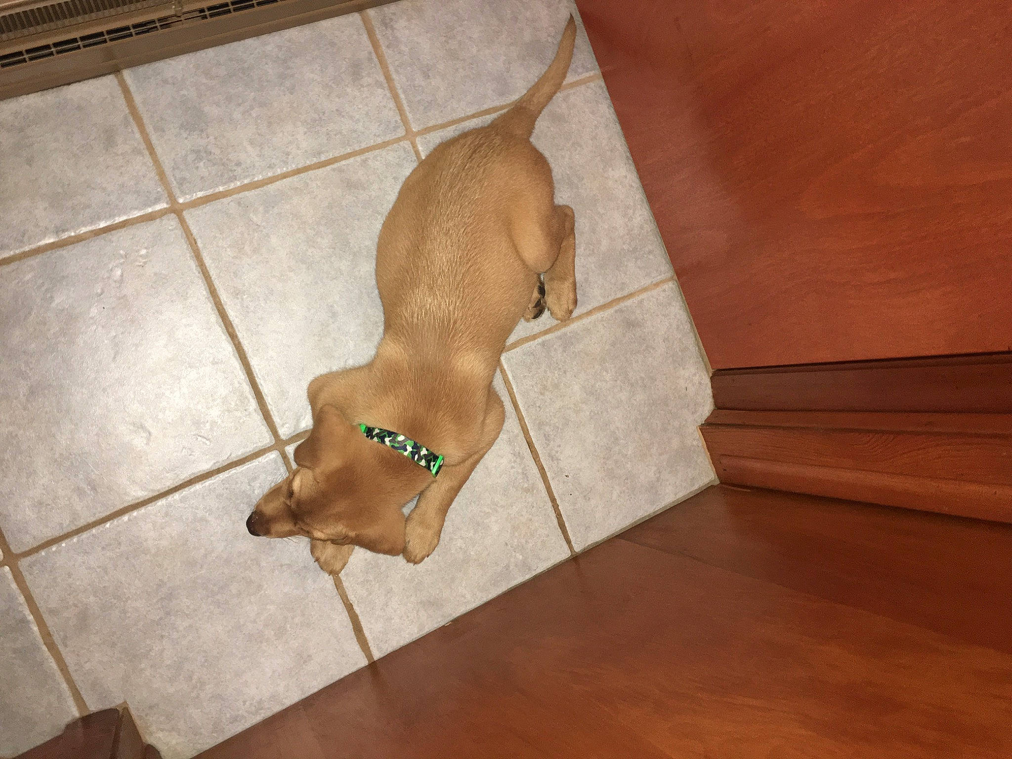 Winnie The Pooh joined the competition — help win amazing prizes! brown, carnivore, dog_breed, fashion_accessory, fawn, floor, flooring, foot, hardwood, human_leg, jewellery, laminate_flooring, pattern, snout, terrestrial_animal, varnish, wood, wood_stain, working_animal, wrist