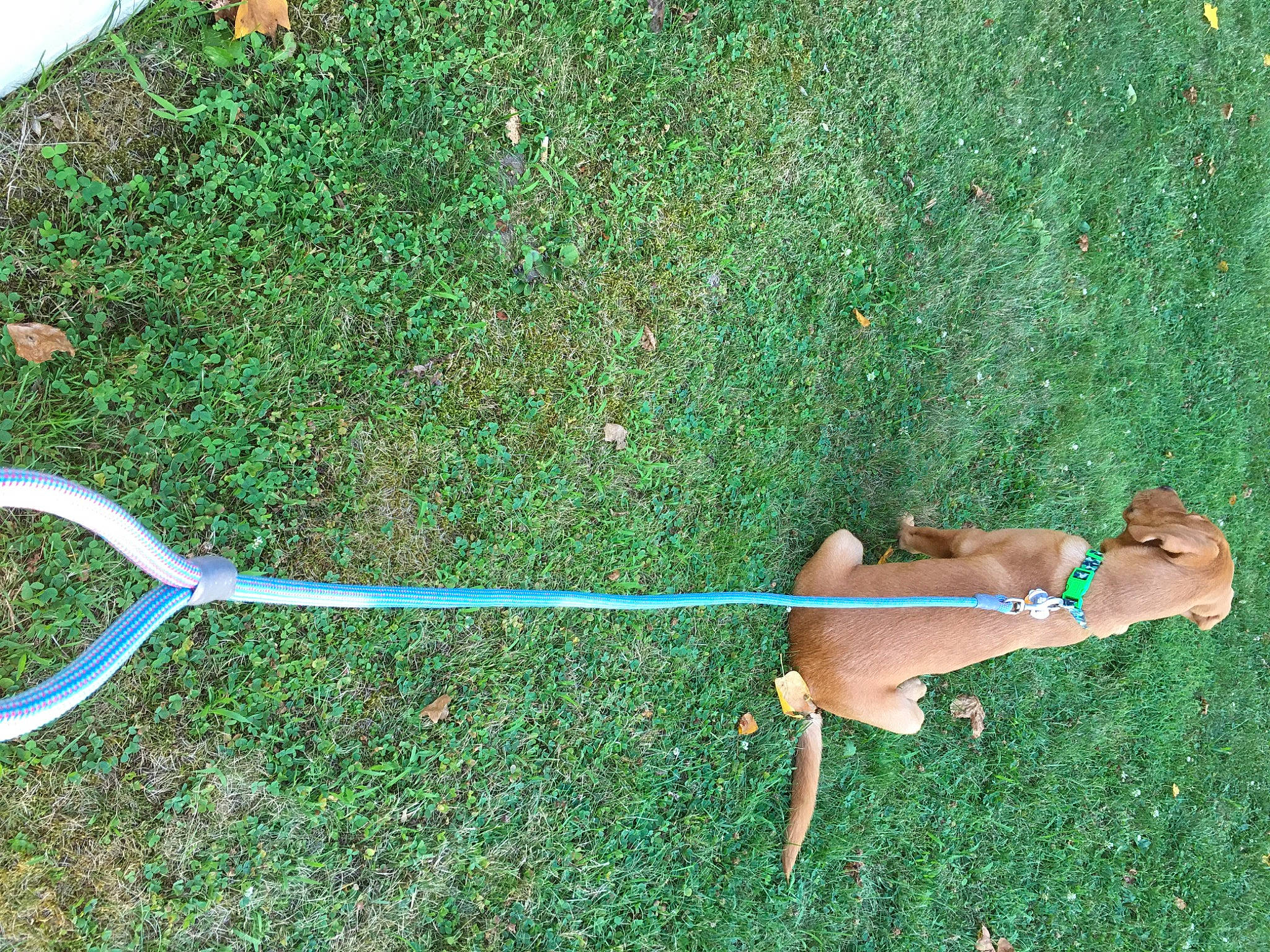 Winnie The Pooh joined the competition — help win amazing prizes! art, balance, carnivore, dog, elbow, fawn, grass, grassland, groundcover, human_leg, plant, sporting_group, sports_equipment, tail, terrestrial_animal