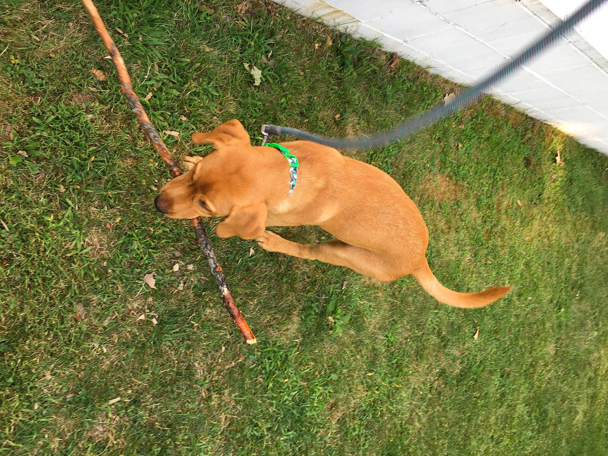 Winnie The Pooh is registered to the contest to win money with this photo: canidae, carnivore, collar, companion_dog, dog, dog_breed, dog_collar, dog_supply, fawn, grass, leash, liver, non_sporting_group, pet_supply, plant, sporting_group, tail, terrestrial_animal, working_animal