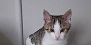 Shadow And Princess is registered to the contest to win money with this photo: kitten, cat, indoor, curious, feline, pet, young, fur, whiskers, ears, paws, standing, closeup, animal, domestic, gray, white, background, soft, wall