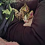 kitten, tabby, animal, pet, sleeping, cozy, cuddle, person, hoodie, clothing, blanket, indoor, feline, cute, resting, comfort, soft, paw, relax, warm