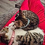cat, kitten, tabby, collar, pets, sleeping, cuddle, feline, animal, indoor, cozy, red_pants, couch, person, fur, closeup, resting, cute, domestic_animal, relaxation