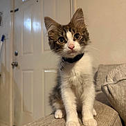 Bolita is registered to the contest to win money with this photo: kitten, cat, pet, indoor, couch, furniture, collar, bell, curious, young, whiskers, ears, fur, paws, domestic_animal, mammal, home, portrait, animal, cute