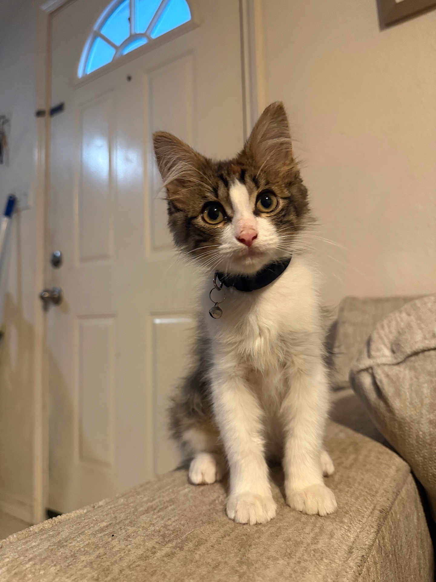 Bolita is registered to the contest to win money with this photo: kitten, cat, pet, indoor, couch, furniture, collar, bell, curious, young, whiskers, ears, fur, paws, domestic_animal, mammal, home, portrait, animal, cute