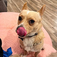Billy joined the competition — help win amazing prizes! dog, small_dog, tan_coat, tongue_out, licking_nose, pet, indoor, pink_surface, wooden_floor, furniture, collar, cute, animal, canine, companion, home, flooring, domestic, playful, adorable