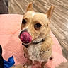 dog, small_dog, tan_coat, tongue_out, licking_nose, pet, indoor, pink_surface, wooden_floor, furniture, collar, cute, animal, canine, companion, home, flooring, domestic, playful, adorable