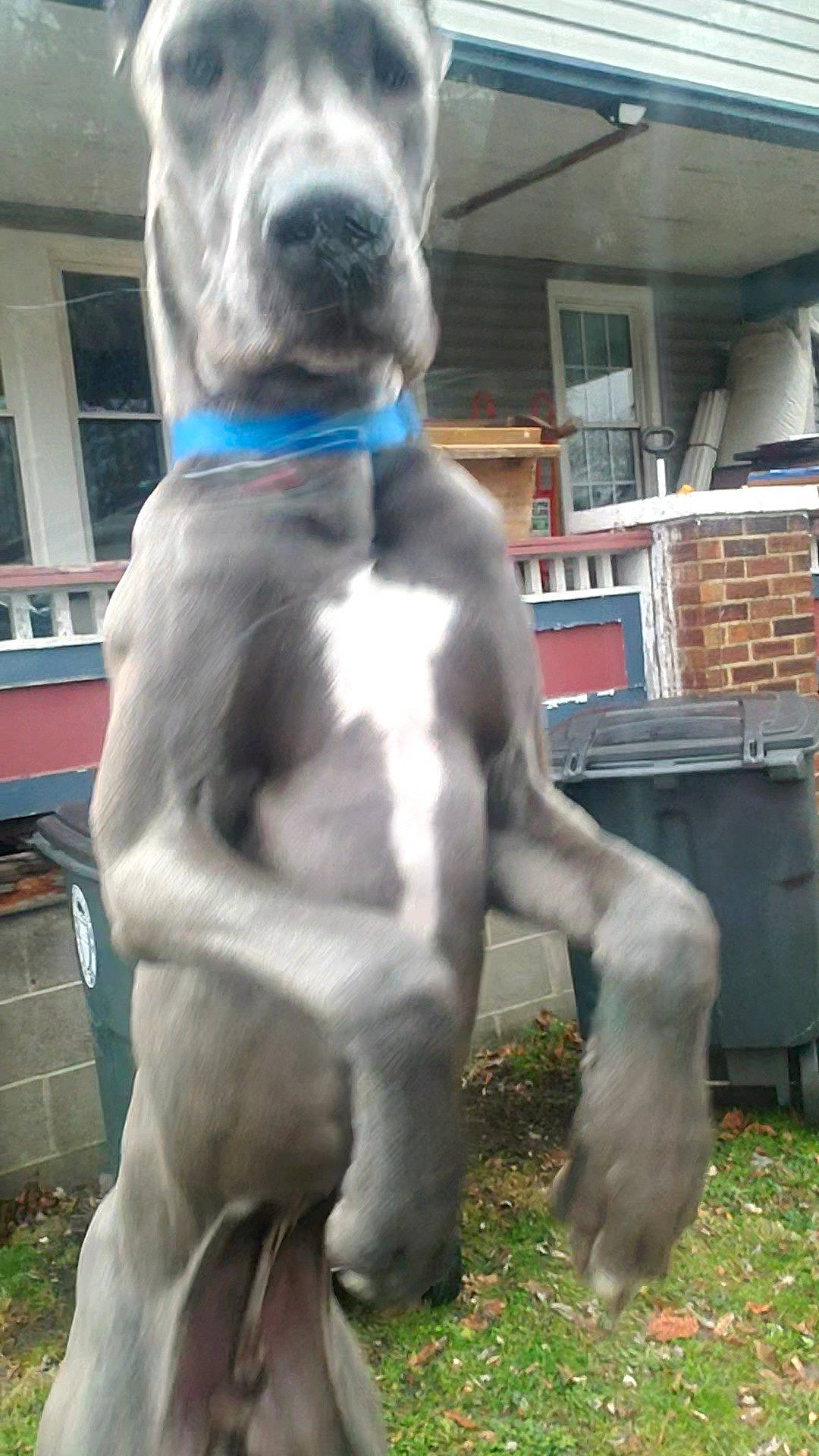 Niklaus joined the competition — help win amazing prizes! canidae, carnivore, collar, companion_dog, dog, dog_breed, dog_collar, dog_supply, fawn, grass, liver, pet_supply, plant, snout, sporting_group, tail, terrestrial_animal, whiskers, window, working_animal