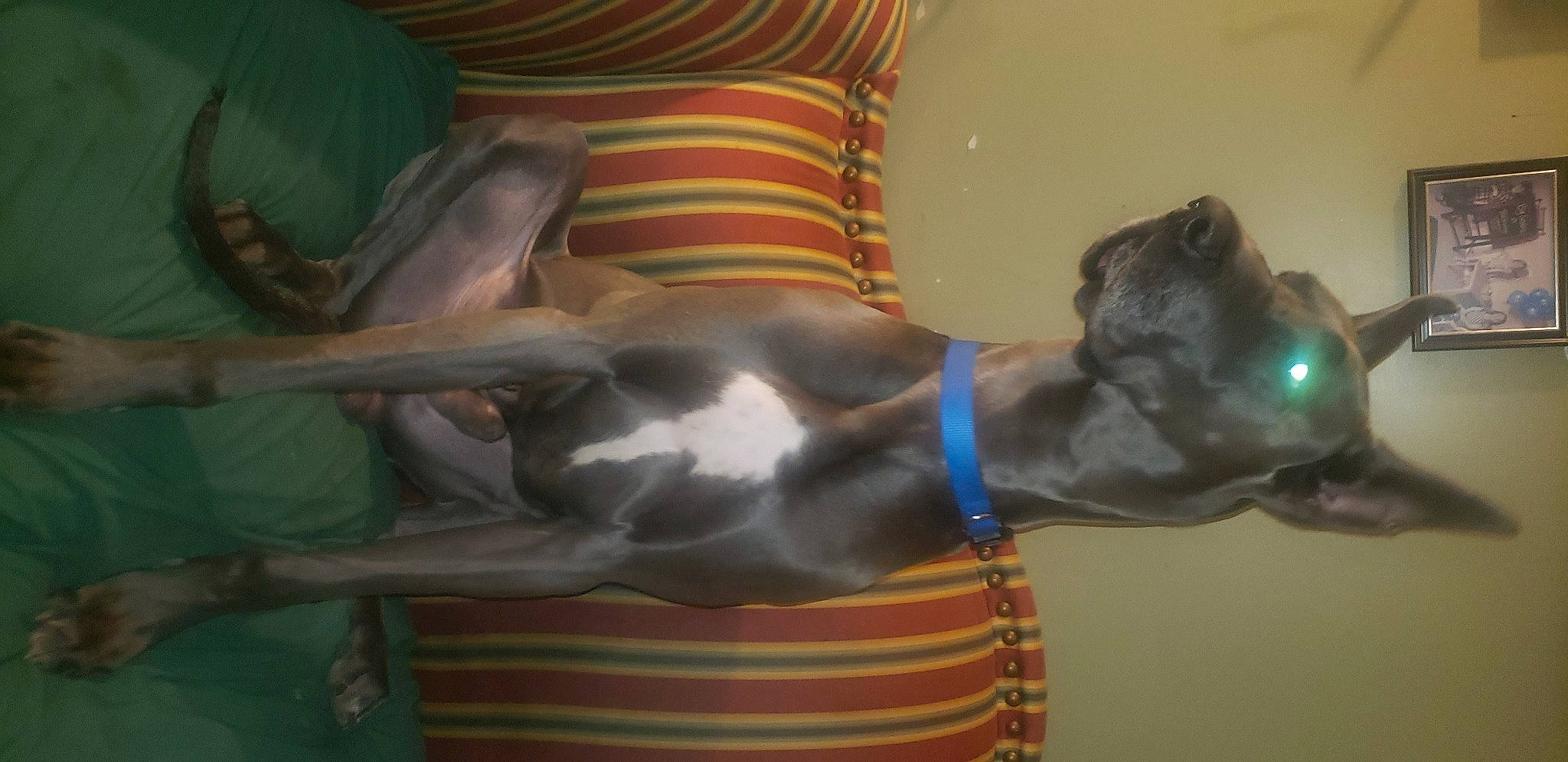 Niklaus joined the competition — help win amazing prizes! canidae, carnivore, collar, comfort, companion_dog, dog, dog_breed, dog_collar, dog_supply, ear, fawn, guard_dog, liver, non_sporting_group, pet_supply, tail, terrestrial_animal, working_animal, working_dog