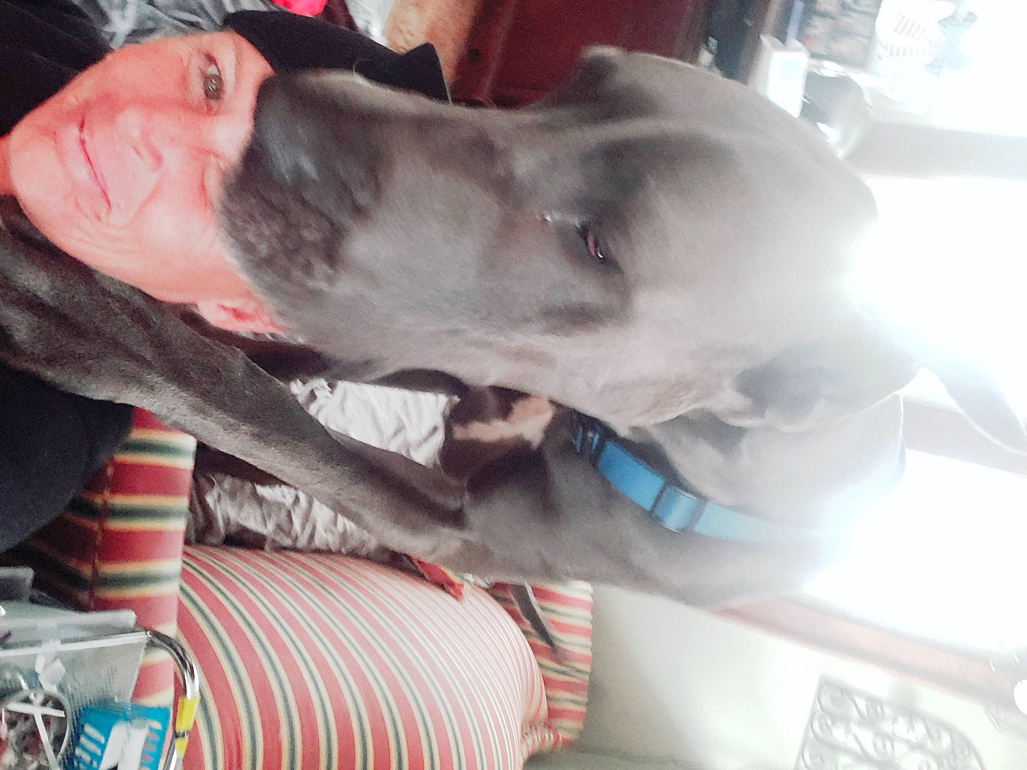 Niklaus joined the competition — help win amazing prizes! canidae, carmine, carnivore, comfort, companion_dog, dog, dog_breed, fawn, flesh, fur, guard_dog, jaw, non_sporting_group, snout, sporting_group, weimaraner, working_animal