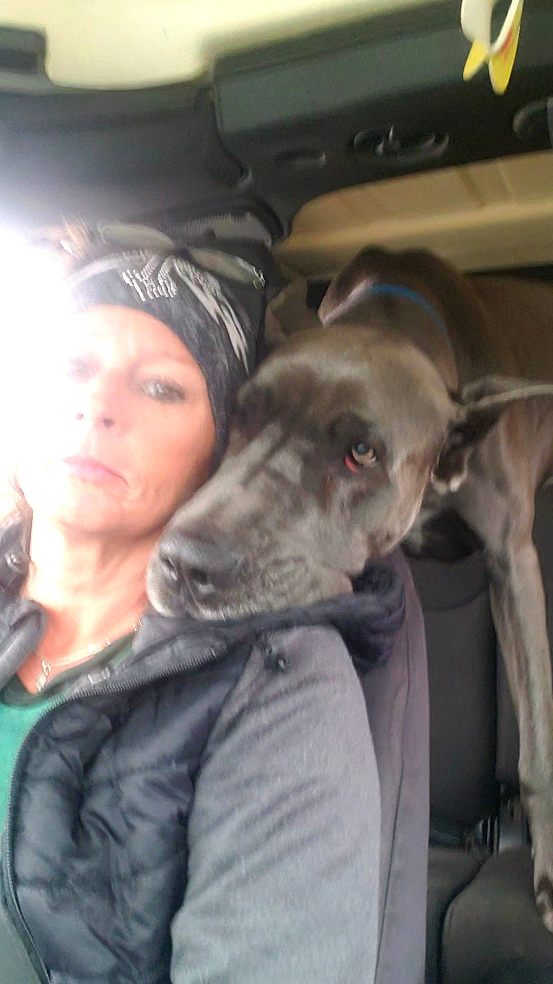 Niklaus joined the competition — help win amazing prizes! canidae, cap, carnivore, companion_dog, dog, dog_breed, eyewear, family_car, fawn, fur, guard_dog, jaw, personal_protective_equipment, rampur_greyhound, selfie, sighthound, sporting_group, whiskers, working_animal