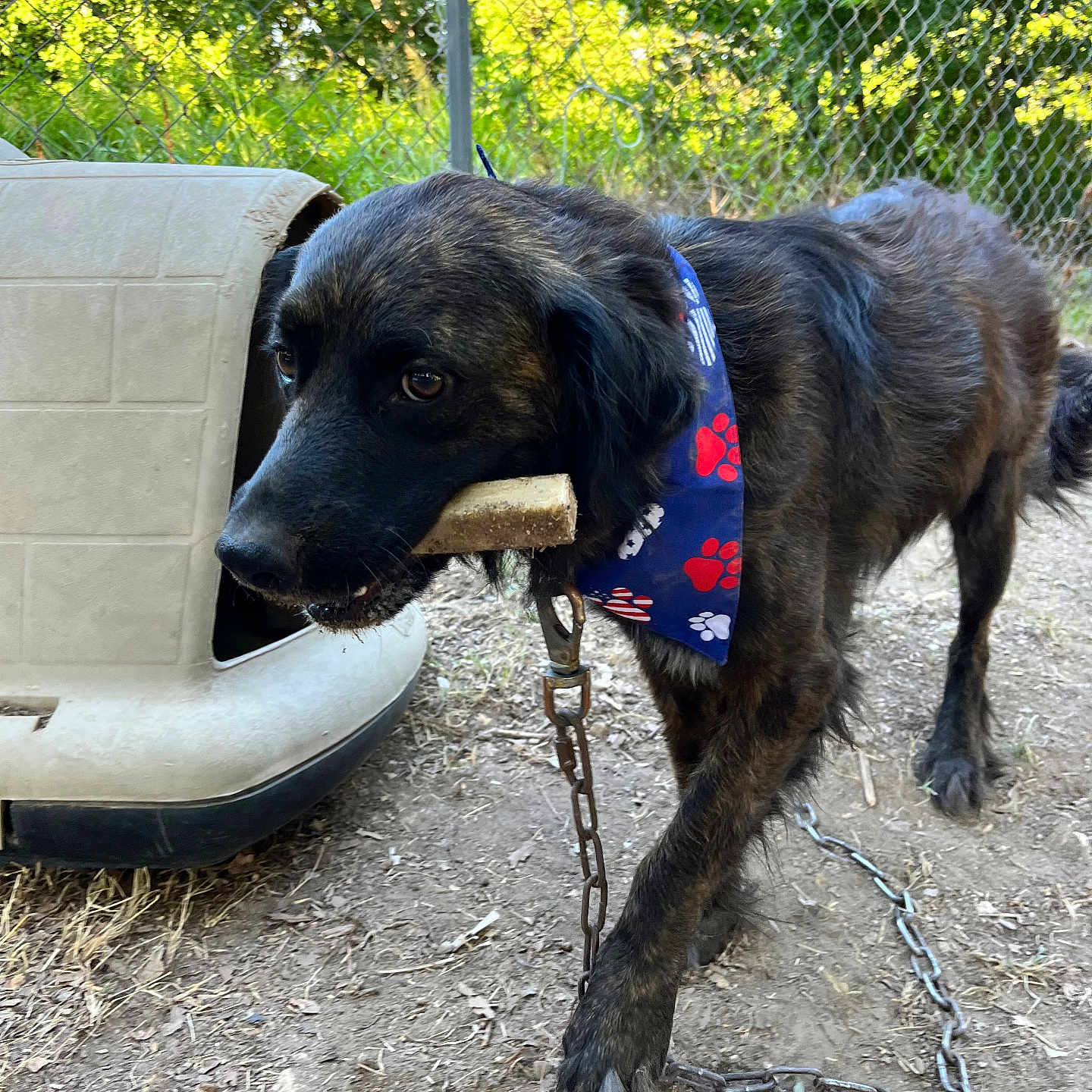 Ranger joined the competition — help win amazing prizes! accessories, alloywheel, animal, canine, car, carwheel, couch, dog, furniture, hound, labradorretriever, leash, machine, pet, slate, spoke, strap, tire, transportation, vehicle