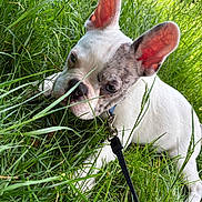 Arès a rejoint le concours — aidez-le/la à gagner de superbes lots ! animal, black_spots, chewing, close_up, cute, daylight, dog, ears, french_bulldog, grass, greenery, leash, nature, outdoor, pet, playful, puppy, summer, white_fur, young