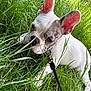 animal, black_spots, chewing, close_up, cute, daylight, dog, ears, french_bulldog, grass, greenery, leash, nature, outdoor, pet, playful, puppy, summer, white_fur, young