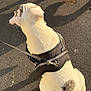 Arès a rejoint le concours — aidez-le/la à gagner de superbes lots ! animal, asphalt, back_view, black_harness, canine, close_up, daytime, dog, fur, leash, outdoor, pet, resting, shadow, sitting, spot, sunlight, texture, walking, white_dog
