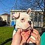 animal, blue_sky, building, close_up, collar, cute, daylight, dog, grass, hands, holding, outdoor, person, pet, portrait, puppy, sunny, tree, white_dog, young_dog