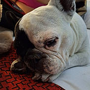 Oliana participe au concours pour gagner de l'argent avec cette photo : animal, black, blanket, close_up, clothing, cozy, cute, dog, expression, face, french_bulldog, fur, indoor, paw, person, pet, pink, resting, sleeping, white
