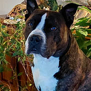Paco a rejoint le concours — aidez-le/la à gagner de superbes lots ! alert, animal, background, brindle, canine, closeup, dog, domestic, ears, face, fur, greenery, houseplant, indoor, looking, pet, plants, portrait, white, wooden_furniture
