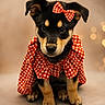 adorable, animal, checkered_clothing, costume, cute, dog, ears, eyes, fashion, fur, indoor, nose, paws, pet, portrait, puppy, red_bow, sitting, soft_background, studio_photo