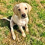 puppy, dog, labrador, yellow_labrador, grass, outdoor, sunlight, animal, pet, young_dog, floppy_ears, brown_eyes, sitting, nature, summer, cute, canine, mammal, adorable, friendly