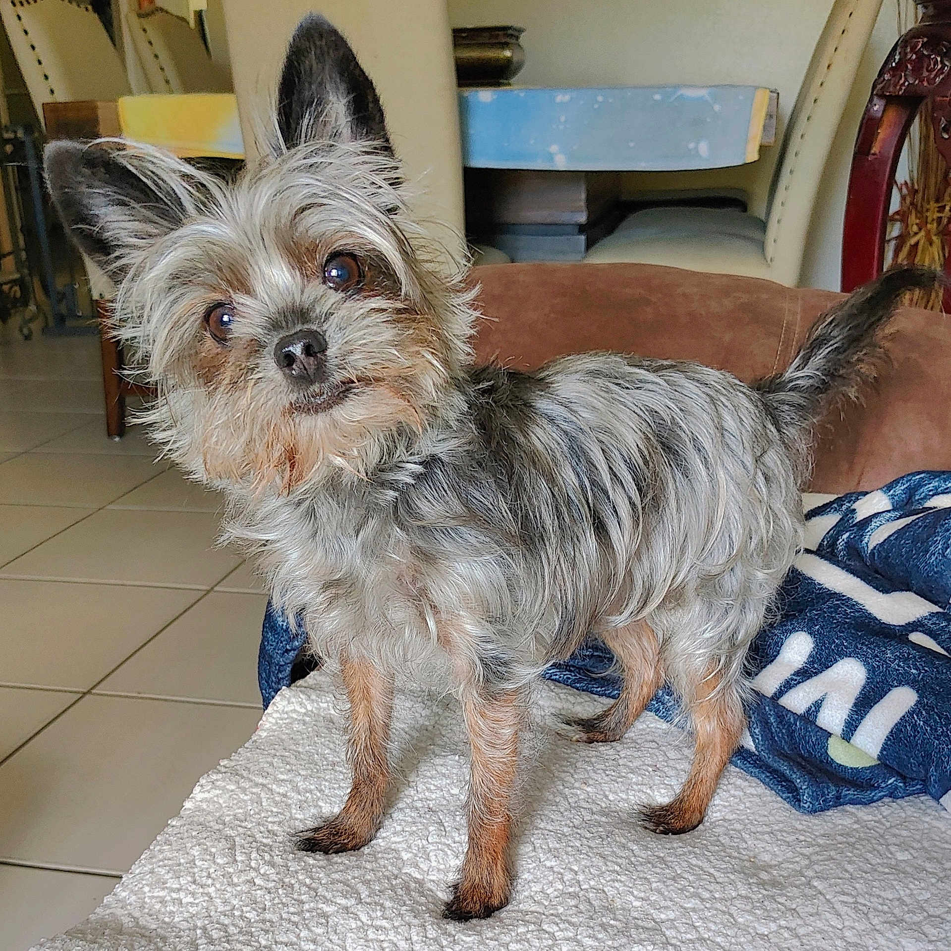 Starr is registered to the contest to win money with this photo: dog, small_dog, curious, fluffy, standing, blanket, blue_blanket, indoor, tile_floor, brown_fur, black_nose, ears_up, pet, canine, furniture, chair, couch, head_tilt, cute, companion