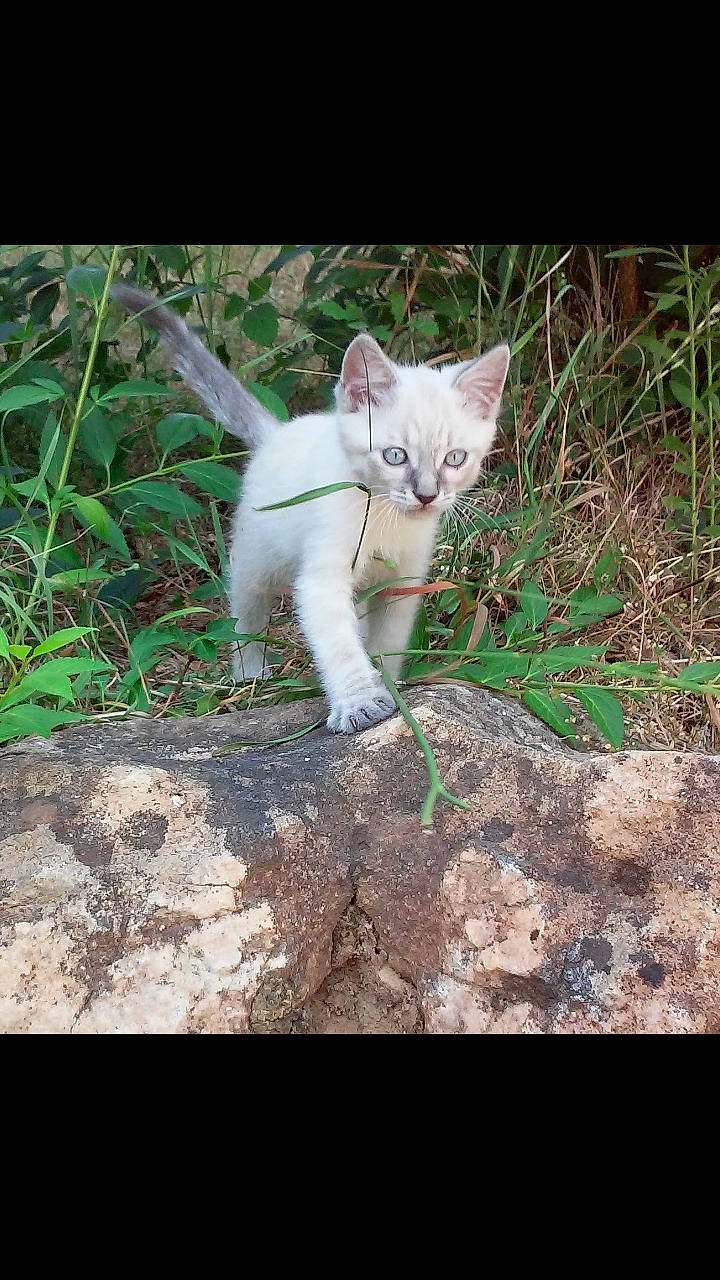 Litchi a rejoint le concours — aidez-le/la à gagner de superbes lots ! asian, carnivore, cat, domestic_short_haired_cat, eye, felidae, german_rex, grass, khao_manee, kitten, mammal, organism, photo_caption, photography, small_to_medium_sized_cats, snapshot, tail, turkish_angora, whiskers, white