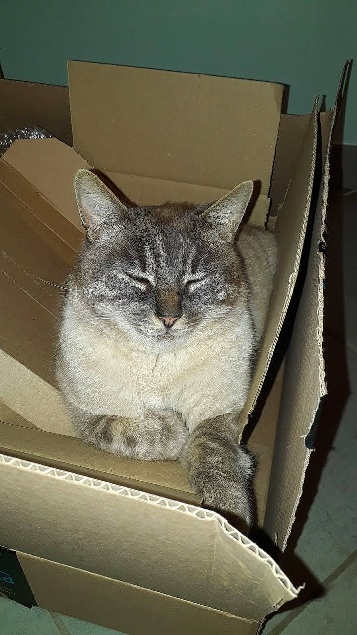 Litchi a rejoint le concours — aidez-le/la à gagner de superbes lots ! asian, box, burmilla, carnivore, cat, domestic_short_haired_cat, european_shorthair, fawn, felidae, kitten, mammal, ojos_azules, small_to_medium_sized_cats, whiskers