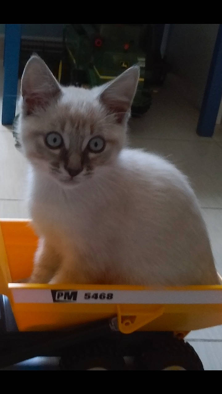 Litchi a rejoint le concours — aidez-le/la à gagner de superbes lots ! asian, balinese, burmese, burmilla, carnivore, cat, colorpoint_shorthair, domestic_short_haired_cat, fawn, felidae, javanese, kitten, mammal, ragdoll, small_to_medium_sized_cats, thai, tonkinese, turkish_angora, vertebrate, whiskers