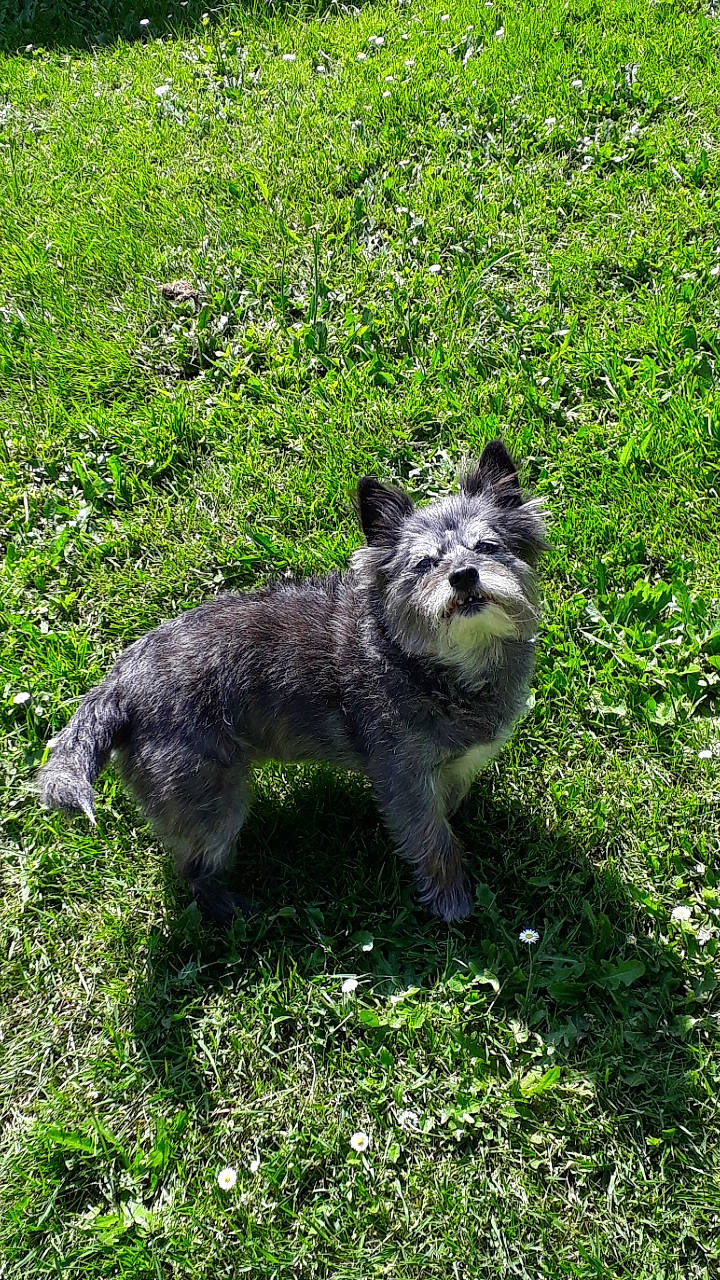 Folie participe au concours pour gagner de l'argent avec cette photo : canidae, canis, carnivore, dog, dog_breed, grass, mammal, plant, rare_breed_dog, saarloos_wolfdog, sporting_group, tail, vertebrate, wildlife, wolf, wolfdog