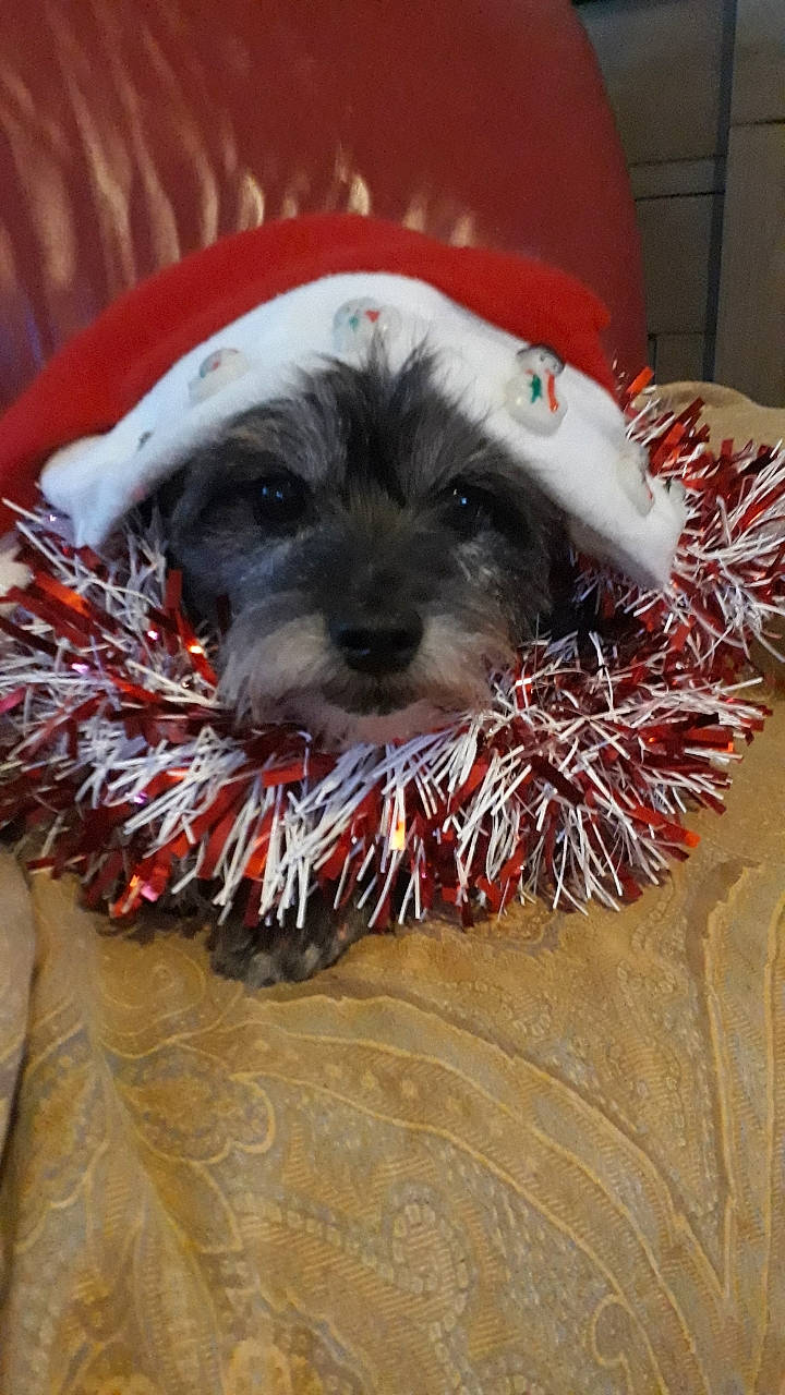 Folie participe au concours pour gagner de l'argent avec cette photo : bolonka, canidae, carnivore, companion_dog, dog, dog_breed, havanese, irish_soft_coated_wheaten_terrier, lhasa_apso, lowchen, miniature_schnauzer, puppy, schnauzer, schnoodle, shih_tzu, snout, sporting_lucas_terrier, standard_schnauzer, terrier, tibetan_terrier