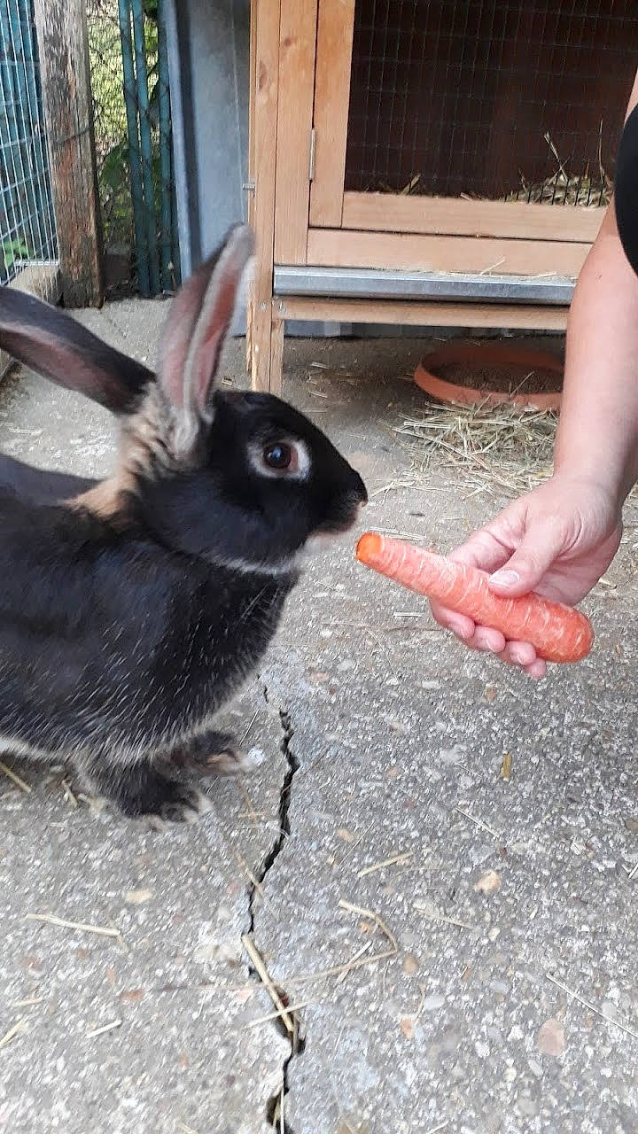 Coucou participe au concours pour gagner de l'argent avec cette photo : domestic_rabbit, leg, rabbit, rabbits_and_hares
