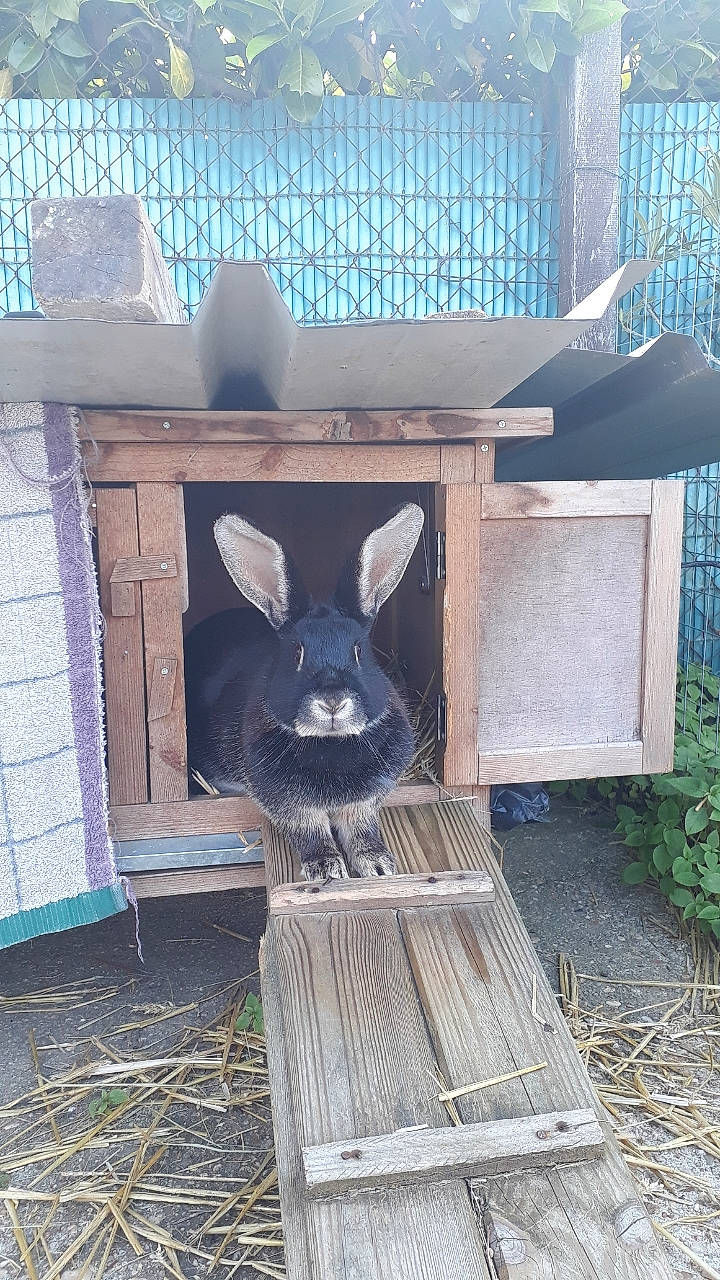 Coucou a rejoint le concours — aidez-le/la à gagner de superbes lots ! animal_shelter, cage, domestic_rabbit, fawn, hare, rabbit, rabbits_and_hares