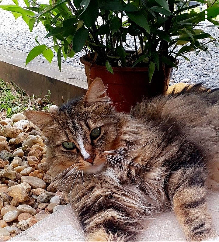 Lego participe au concours pour gagner de l'argent avec cette photo : american_curl, carnivore, cat, cymric, domestic_long_haired_cat, dragon_li, european_shorthair, felidae, kitten, maine_coon, mammal, norwegian_forest_cat, pixie_bob, plant, siberian, small_to_medium_sized_cats, tabby_cat, vertebrate, whiskers, wild_cat