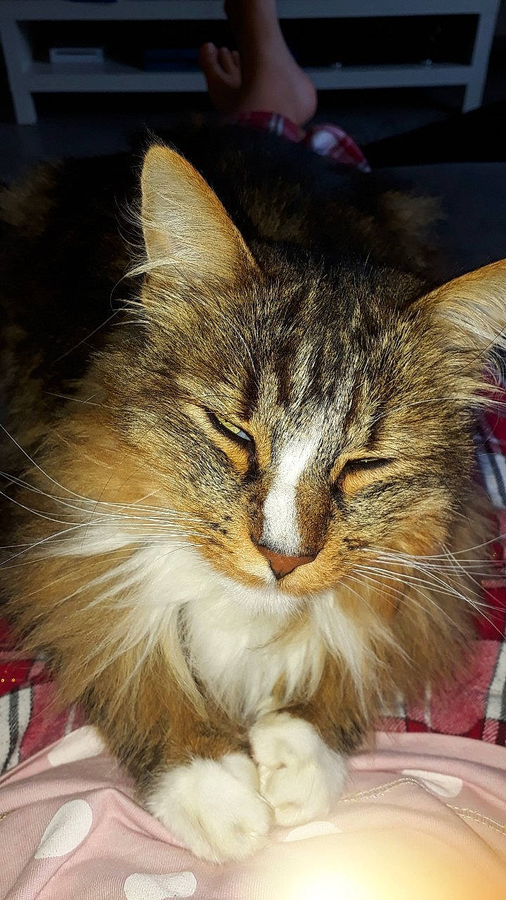 Lego participe au concours pour gagner de l'argent avec cette photo : asian, carnivore, cat, domestic_long_haired_cat, ear, european_shorthair, felidae, fur, kitten, maine_coon, mammal, nap, norwegian_forest_cat, siberian, small_to_medium_sized_cats, snout, tabby_cat, whiskers