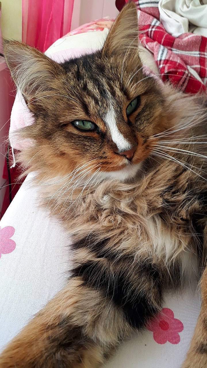 Lego participe au concours pour gagner de l'argent avec cette photo : carnivore, cat, domestic_long_haired_cat, european_shorthair, felidae, fur, kitten, maine_coon, mammal, norwegian_forest_cat, pixie_bob, siberian, small_to_medium_sized_cats, tabby_cat, vertebrate, whiskers