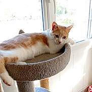 Cooky participe au concours pour gagner de l'argent avec cette photo : cat, cat_tree, orange_and_white_cat, window, sunlight, indoor, pet, feline, relaxing, cozy, toy, floor, plush_toy, scratching_post, resting, looking, house, daylight, domestic_animal, animal