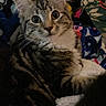 cat, kitten, tabby, pet, animal, fur, whiskers, ears, eyes, face, cute, indoor, blanket, patterned_blanket, resting, cozy, looking, young, domestic_cat, feline