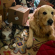 Dublin joined the competition — help win amazing prizes! golden_retriever, tabby_cat, carpet, cardboard_boxes, popcorn_container, indoor, pet, dog, cat, furniture, home, cozy, animal, laying_down, curious, fluffy, domestic, living_room, relaxed, companion
