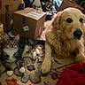 golden_retriever, tabby_cat, carpet, cardboard_boxes, popcorn_container, indoor, pet, dog, cat, furniture, home, cozy, animal, laying_down, curious, fluffy, domestic, living_room, relaxed, companion