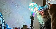 Dublin is registered to the contest to win money with this photo: cat, cats, light_bulb, colorful_light, indoor, pens, stationery, polka_dot, curious, feline, table, window, reflection, decor, striped_cat, orange_cat, animal, pet, lamp, night