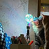 cat, cats, light_bulb, colorful_light, indoor, pens, stationery, polka_dot, curious, feline, table, window, reflection, decor, striped_cat, orange_cat, animal, pet, lamp, night