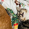 cat, dog, tabby_cat, brown_dog, blanket, holiday, christmas, whiskers, fur, pet, cozy, indoors, closeup, animal, resting, cute, domestic_animal, sleeping_area, texture, soft