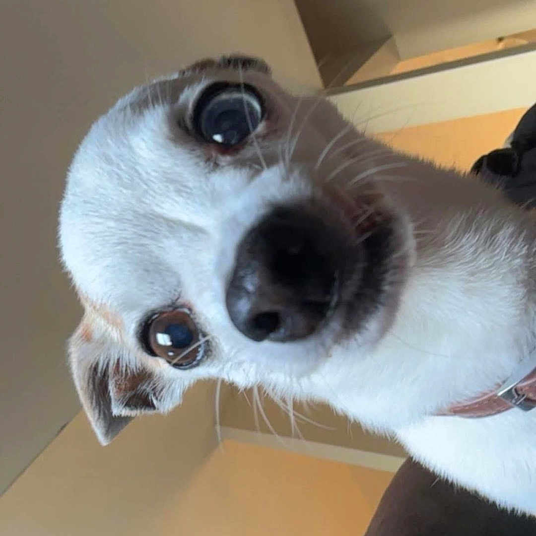 Dakota is registered to the contest to win money with this photo: dog, close_up, indoor, pet, curious, white_fur, brown_fur, wide_eyes, head_tilt, canine, house, staircase, collar, fur, portrait, animal, mammal, expression, face, domestic