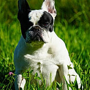 Biscotte a rejoint le concours — aidez-le/la à gagner de superbes lots ! dog, french_bulldog, black_and_white, grass, flower, outdoor, pet, animal, sunlight, nature, greenery, sitting, ears, portrait, cute, canine, mammal, field, summer, closeup