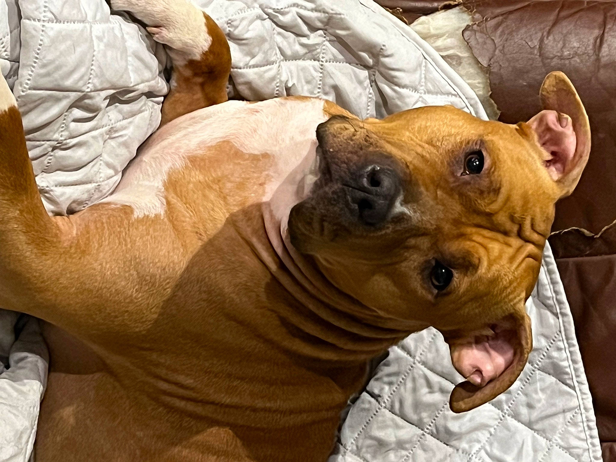 Lady participe au concours pour gagner de l'argent avec cette photo : ancient_dog_breeds, canidae, carnivore, comfort, companion_dog, dog, dog_breed, ear, fawn, fur, liver, non_sporting_group, snout, sporting_group, terrestrial_animal, toy_dog, whiskers, wildlife, working_animal, wrinkle