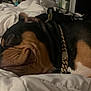 dog, sleeping, bed, blanket, collar, gold_chain, indoor, pet, rest, cozy, fur, black, brown, white, face, wrinkles, napping, comfort, household_items, background
