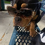 Oso joined the competition — help win amazing prizes! dog, sunglasses, bench, outdoor, pet, animal, black_and_tan, pavement, person, night, metal, closeup, paw, nose, fashion, cool, shade, park, casual, relaxed