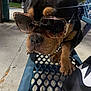 dog, sunglasses, bench, outdoor, pet, animal, black_and_tan, pavement, person, night, metal, closeup, paw, nose, fashion, cool, shade, park, casual, relaxed