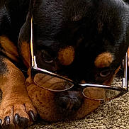 Oso is registered to the contest to win money with this photo: animal, black_and_tan, carpet, close_up, cute, dog, expression, eyewear, face, fur, glasses, indoors, laying_down, muzzle, nose, paw, pet, portrait, relaxed, resting
