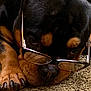 animal, black_and_tan, carpet, close_up, cute, dog, expression, eyewear, face, fur, glasses, indoors, laying_down, muzzle, nose, paw, pet, portrait, relaxed, resting